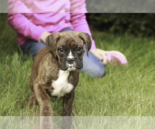 Medium Photo #7 Boxer Puppy For Sale in SHIPSHEWANA, IN, USA