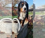 Small #6 Bernese Mountain Dog