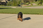 Small Photo #1 Doberman Pinscher Puppy For Sale in CITY VIEW HEIGHTS, OH, USA