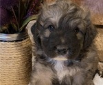 Small Photo #9 Great Pyrenees-Poodle (Miniature) Mix Puppy For Sale in BOWLING GREEN, OH, USA