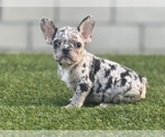 Small Photo #14 French Bulldog Puppy For Sale in N HOLLYWOOD, CA, USA