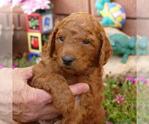 Goldendoodle (Miniature) Puppy for sale in ROY, UT, USA