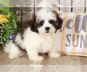 Shih Tzu Puppy for sale in MOUNT VERNON, OH, USA