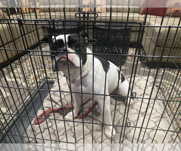 Medium Photo #3 Bulldog Puppy For Sale in Costa Mesa , CA, USA