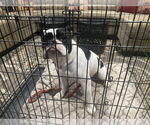 Small #2 Bulldog