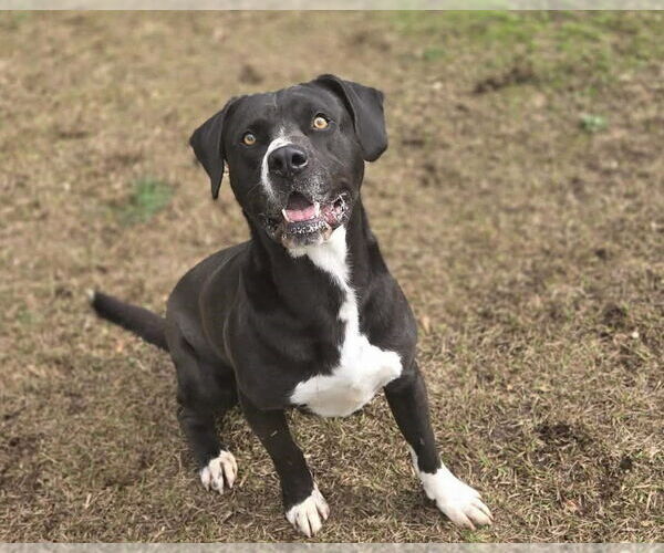 Medium Photo #7 Boxador Puppy For Sale in Anniston, AL, USA