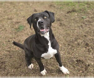 Bruce - Male Boxador Dog for Adoption - Photo #7