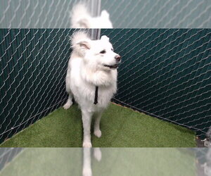 Great Pyrenees-Samoyed Mix Dogs for adoption in Downey, CA, USA