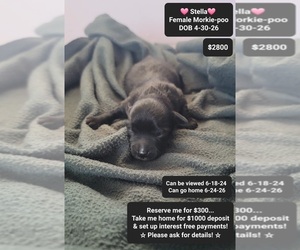 Morkie Poo (Toy) Puppy for sale in TUCSON, AZ, USA