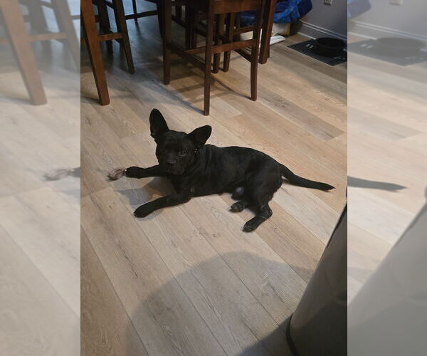 Medium Photo #8 French Bulldog-Unknown Mix Puppy For Sale in Boston, MA, USA