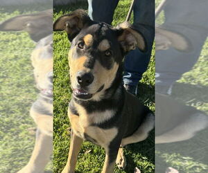 Shepweiller Dogs for adoption in Dana Point, CA, USA