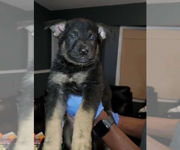 Medium Photo #1 German Shepherd Dog Puppy For Sale in PINSON, AL, USA
