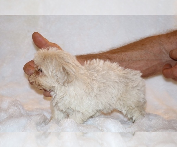 Medium Photo #7 ShihPoo Puppy For Sale in DYERSBURG, TN, USA