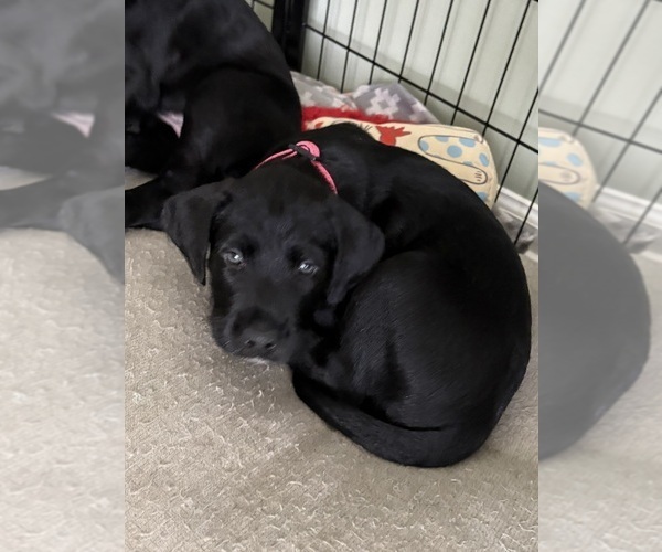 Medium Photo #4 Great Dane-Sheepadoodle Mix Puppy For Sale in EGG HARBOR CITY, NJ, USA