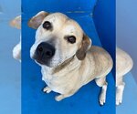 Small Labrador Retriever Mix