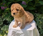 Small Photo #29 Cavapoo Puppy For Sale in GOSHEN, IN, USA