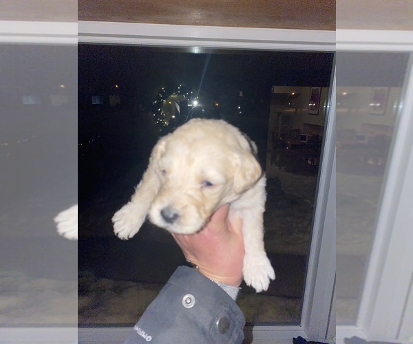 Medium Photo #2 Goldendoodle Puppy For Sale in PLAINFIELD, IL, USA