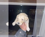 Small Photo #2 Goldendoodle Puppy For Sale in PLAINFIELD, IL, USA