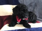 Small Photo #12 Poochon Puppy For Sale in HONEY BROOK, PA, USA