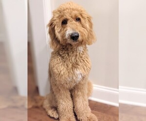 Goldendoodle Puppy for sale in BUFORD, GA, USA