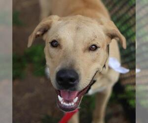 Labrador Retriever-Unknown Mix Dogs for adoption in San Antonio, TX, USA