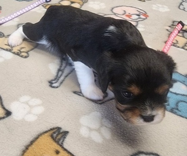 Medium Photo #60 Aussalier Puppy For Sale in ATHOL, ID, USA