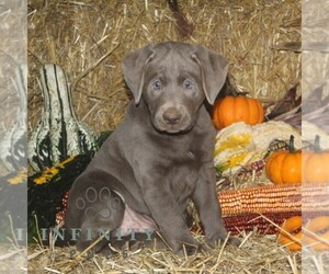 Labrador Retriever Puppy for sale in STEWARTSTOWN, PA, USA