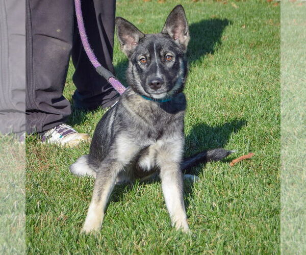 Medium Photo #3 Norwegian Elkhound Puppy For Sale in Huntley, IL, USA