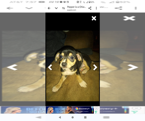 Chiweenie Puppy for sale in NEBO, NC, USA