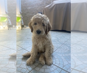 Goldendoodle Puppy for sale in REDONDO BEACH, CA, USA