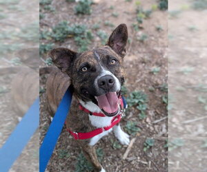 Mutt Dogs for adoption in Fort Collins, CO, USA