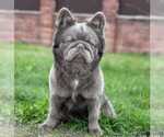 Small Photo #1 French Bulldog Puppy For Sale in PINCKNEY, MI, USA