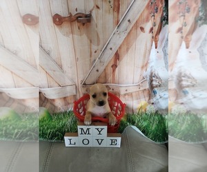 Chihuahua Puppy for sale in CAPE CORAL, FL, USA