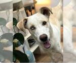Small #1 Huskies -Pointer Mix