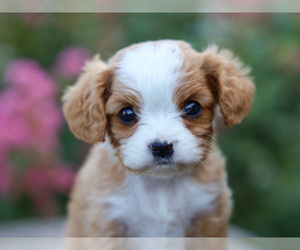 Cavalier King Charles Spaniel-Cavapoo Mix Puppy for sale in LIBERTY, KY, USA