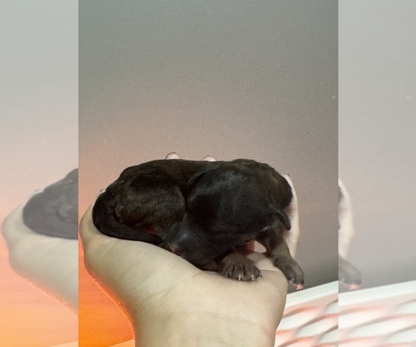 Medium Photo #5 Poodle (Standard) Puppy For Sale in LONGMONT, CO, USA