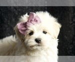 Puppy Emma F1 Maltipoo