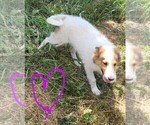 Small Photo #3 Australian Shepherd-Collie Mix Puppy For Sale in ALLERTON, IA, USA