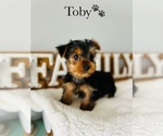 Small Photo #18 Yorkshire Terrier Puppy For Sale in MURFREESBORO, TN, USA