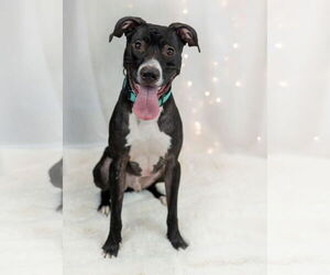 Prince - Male Labrador Retriever-Unknown Mix Dog for Adoption - Photo #12