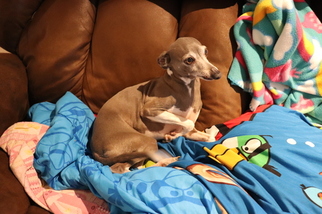 Father of the Italian Greyhound puppies born on 06/08/2018