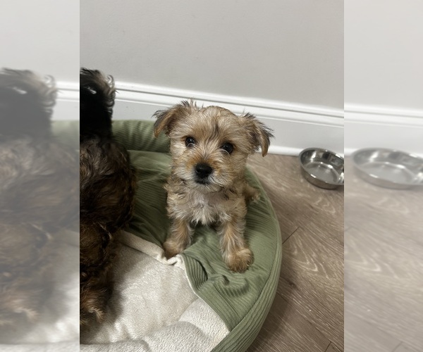 Medium Photo #1 Yorkipoo Puppy For Sale in ORLANDO, FL, USA