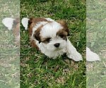 Small Photo #5 Shih Tzu Puppy For Sale in MC KINNEY, TX, USA