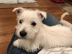 Puppy 2 West Highland White Terrier