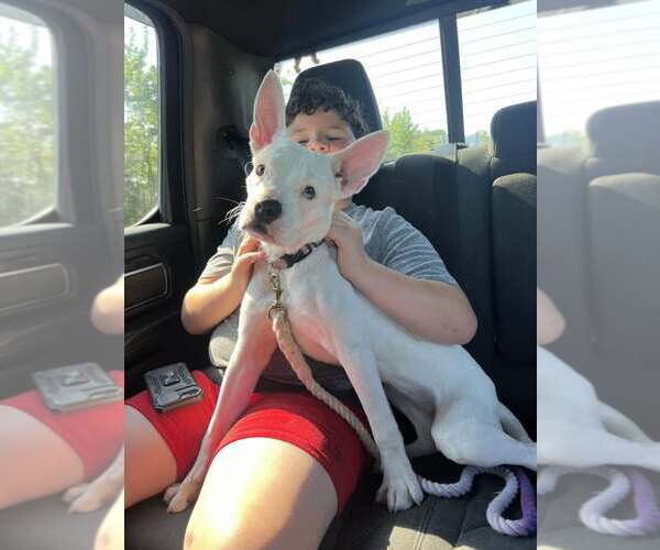 Medium Photo #3 Mutt Puppy For Sale in Uwchlan, PA, USA