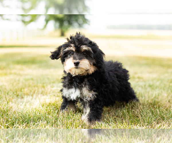 Medium Photo #1 Bernedoodle-Poodle (Miniature) Mix Puppy For Sale in SHIPSHEWANA, IN, USA
