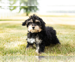 Small Photo #1 Bernedoodle-Poodle (Miniature) Mix Puppy For Sale in SHIPSHEWANA, IN, USA
