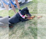 Small #3 Doberman Pinscher