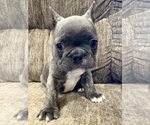 Puppy Rugar French Bulldog