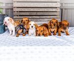Small Dachshund